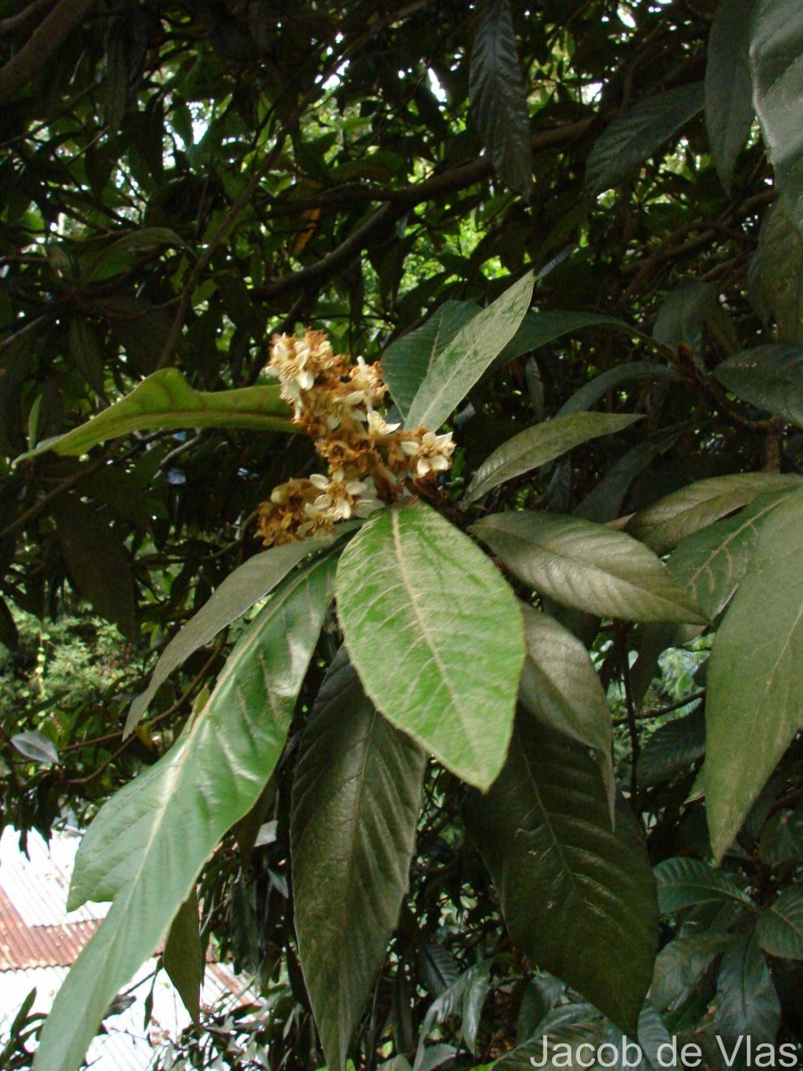 Eriobotrya japonica (Thunb.) Lindl.
